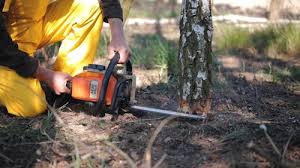 Best Stump Grinding and Removal  in Imperial, PA